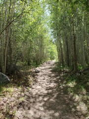 Hiking path surrounded by trees in Colorado