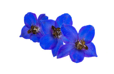 Obraz premium blue delphinium flower isolated