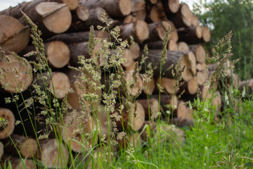 Panicles of meadow grass close up against old wooden logs with cracks in the natural background