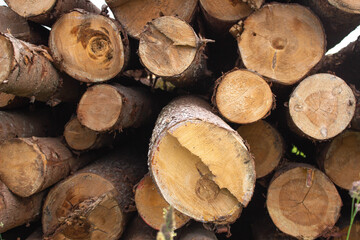 Fractured sections of the old wood logs with cracks and annual rings, brown color natural background