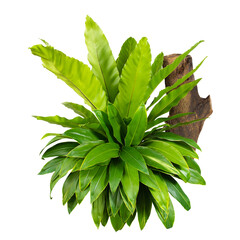 Group Green leaves tropical foliage plant bush of philodendron, dracaena and fern floral arrangment...