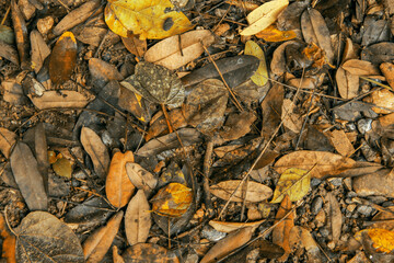Fallen leaves on the floor texture