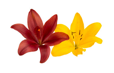 lily flowers isolated