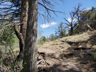 Trees on a hill in Colorado