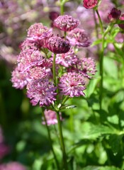 Große Sterndolde rosa blühend - Astrantia major