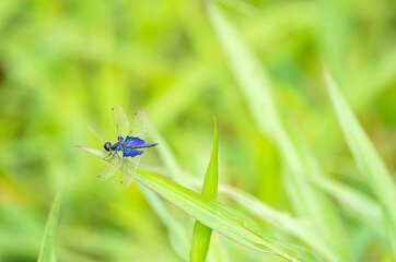Blue dragonfly with transparent wings on the leaves of the grass Background blurry green tree.