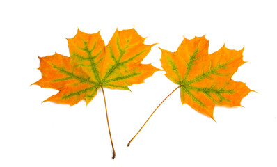 Naklejka na ściany i meble autumn leaves isolated