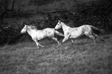 Obraz na płótnie Canvas cavalli bianchi che corrono liberi