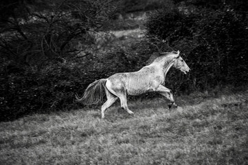 Obraz na płótnie Canvas cavallo bianco che corre libero