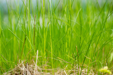 Fresh spring grass grown on the site of last year's old dried grass