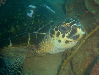 Obraz premium underwater sea turtle caribbean sea Venezuela