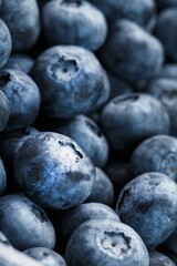 Juicy and ripe Blueberries close - up in full screen with dew drops.