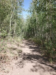 Hiking path surrounded by trees in Colorado