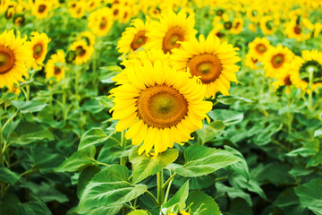 Obraz premium Sunflower field with blue sky vintage tone