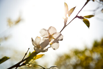 Cherry blossoms in the sun
