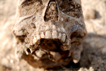 Selective focus on the teeth of a skull recently extracted from the ground