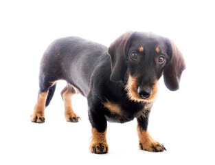One Dachshund isolated on white background. Studio shot