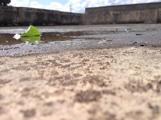 butterfly on the ground