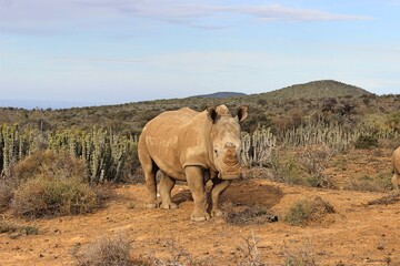 Fototapeta premium rhino in the wild