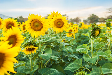 Obraz premium Sunflower field with blue sky vintage tone