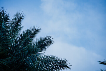green areca catechu palm leaves on blue sky