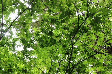 Leafy sky