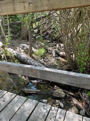 Thick bushes and trees in the forest