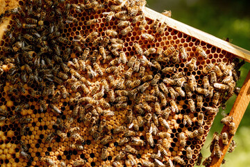 closeup of bees on honeycomb in apiary - selective focus, copy space
