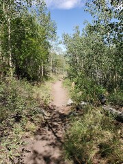 Hiking path surrounded by trees in Colorado