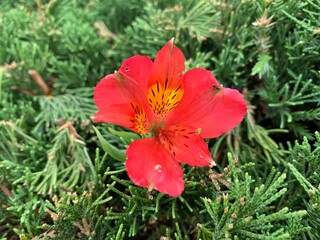 Obraz premium peruvian lily, red, yellow-brown petals With long stalks protruding from the center of the flower Green leaf stalk