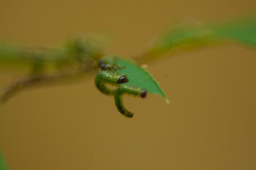 Bruchi su foglia di rosa