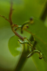 Bruchi su foglia di rosa