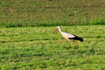 Storch auf Nahrungssuche