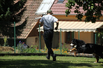 Bernese mountain dog playful puppy	