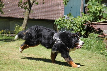 Bernese mountain dog playful puppy	