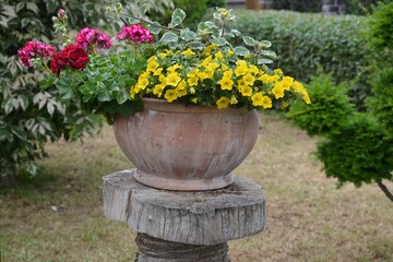 Dekorative Pflanzschale auf Holz - Petunien / Petunia blühen gelb und Geranien / Pelargonien rosa 