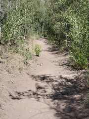 Fototapeta premium Hiking path surrounded by trees in Colorado