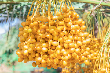Barhi Date palm fresh yellow fruits (Phoenix Dactylifera) on the clusters in organic fruit garden...