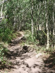 Fototapeta premium Hiking path through trees