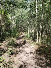 Hiking path through trees