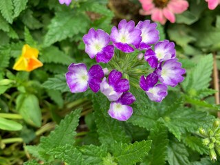 Fototapeta premium vebena white-purple flowers, small petals, green petiole