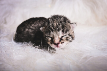 Katzenbabys auf weißem fell