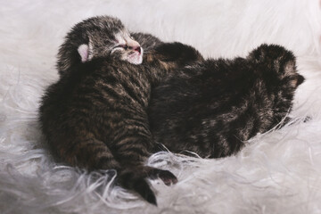 Katzenbabys auf weißem fell