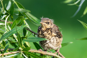 nestling thrush the Fieldfare.