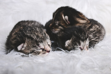 Katzenbabys auf weißem fell