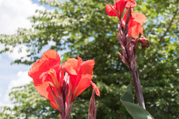 Pictures of canna flowers bloom in red and see the trunk.