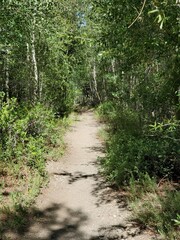 Hiking path through trees
