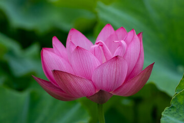 蓮の花　埼玉県行田市　日本
