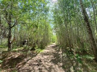 Hiking path through trees