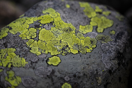 Grey seashore stone covered with green moss making a map like patern
